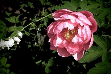 <p>Semi double pink peony</p>