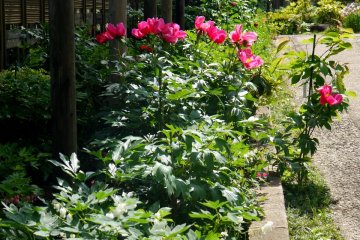 <p>Dark pink peonies beside the Farm Museum &nbsp;</p>