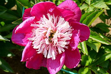 <p>Pink bloom with pale center &nbsp;</p>