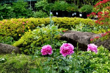 <p>One area of the peony garden &nbsp;</p>