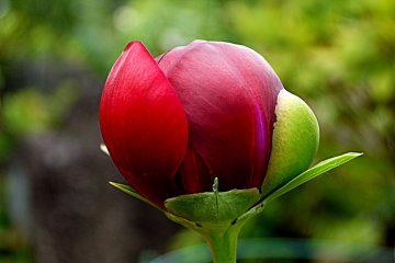 <p>A dark red peony bud</p>