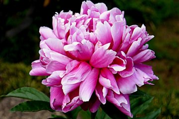 <p>Beautiful double peony with dark pink fading at the edges</p>