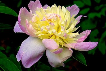 <p>Lemon/pink two toned bloom &nbsp;</p>