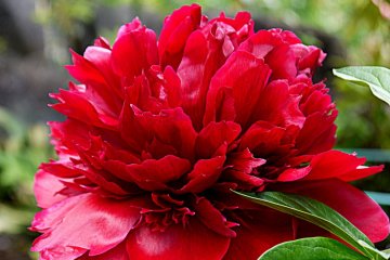 <p>Double red peony</p>