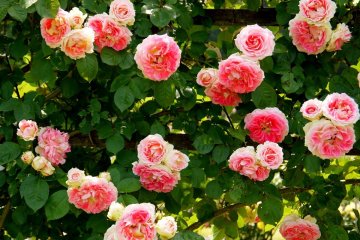 <p>This espaliered pink rose was covered in blooms</p>