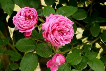 <p>Pink perfection</p>