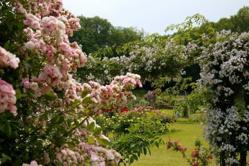 <p>A riot of roses in different colors and varieties</p>