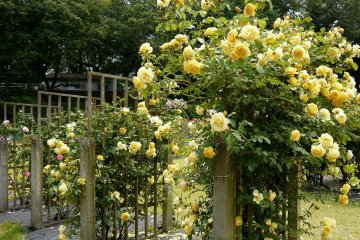 <p>A beautifully scented yellow climbing rose</p>