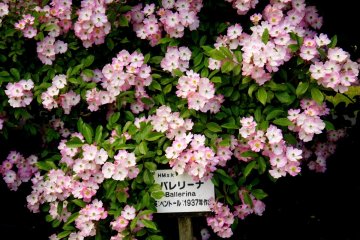 <p>All the rose varieties are labeled in English and Japanese</p>
