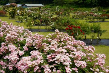 <p>Looking across the rose beds</p>