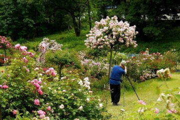 <p>A photographer sets up a shot of a standard rose tree</p>