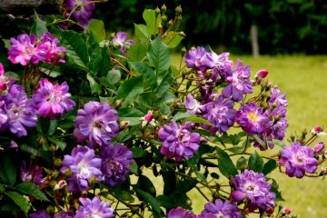 <p>These roses were a wonderful shade of purple &nbsp;</p>