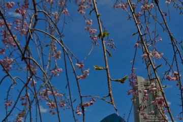 Blue sky and flowers