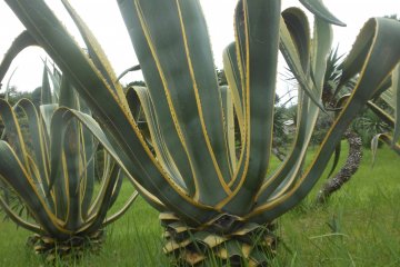 <p>The greenery around!</p>