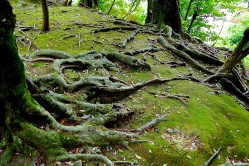 <p>Powerful roots crawling over the ground</p>
