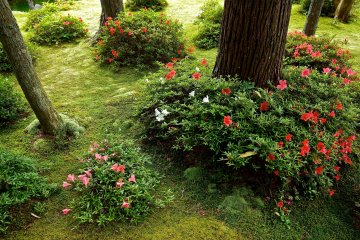 <p>Azaleas in the moss carpeted garden</p>