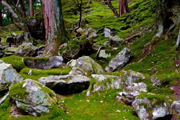 <p>Moss covered rock garden in the upper garden</p>