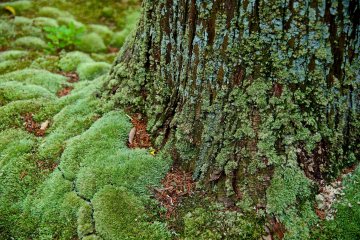 <p>Haircap moss covering the trunk of a cedar</p>