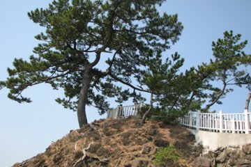 beautiful tree