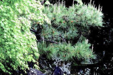 <p>Pine and delicate Japanese maple (momiji) after the rain</p>
