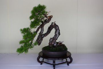 Bonsai & Suiseki at Meiji Shrine