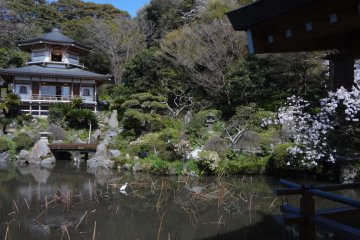 <p>This pond is full of gorgeous lotus in mid summer.</p>