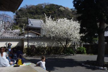 <p>I always feel Komyo-ji is full of life. The reason is that I see many local people and only a few tourists here: A group of mothers chatting, kids running around,...</p>