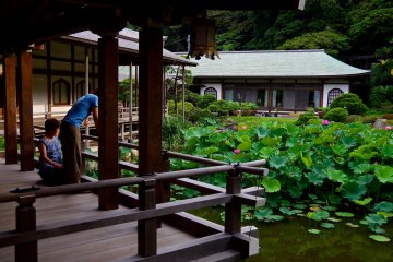 <p>Lotus in Komyo-ji Temple in summer</p>