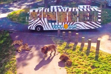 <p>Into the Lion's Den. The special sightseeing bus</p>
