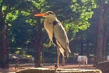 <p>One of&nbsp;several birds in the African Zone</p>
