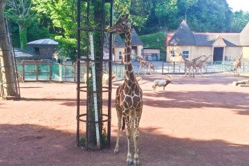 <p>Watch your neck! A Giraffe</p>