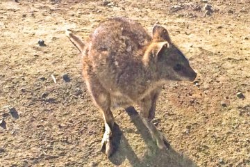 <p>G`day mate! A Wallaby in the Australian Zone</p>