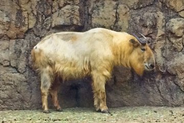 <p>An unforgettable creature! A Golden Takin</p>