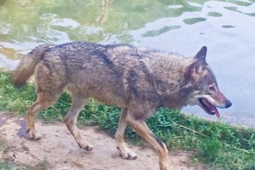 <p>Up close and personal with a Wolf, albeit from the safety of a glass wall</p>