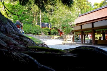 <p>Big cedar tree at the sanctuary</p>