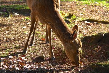 <p>Deer grazing in the park</p>