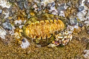 <p>One of numerous fossils found along the coast</p>