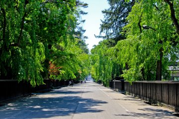 <p>One of Kakunodate's unusually wide roads</p>