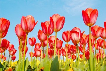 Saya bukan penggemar berat bunga hingga saya bertemu dengan tulip-tulip ini.