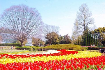 Sebuah lapangan yang sangat indah dari tulip merah, putih, dan kuning. Sekitar 300.000 dari mereka.