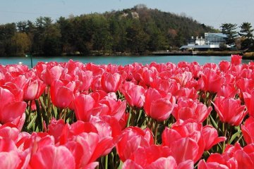 Tampak seperti tempat tidur dari tulip merah muda yang menghadap sisi lain dari pusat bunga.