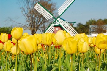 Kincir angin dan hamparan tulip kuning.