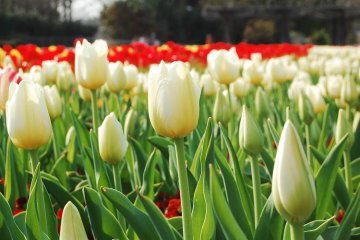 Dan lebih banyak tulip yang menunggu untuk mekar pada waktu yang tepat.