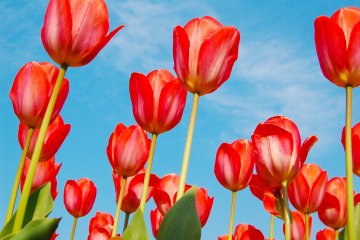 Lihat bagaimana tulip ini memuji langit yang indah? Sangat menakjubkan!