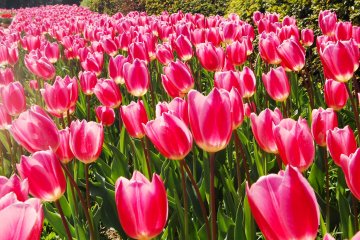 Tulip merah muda untuk menyambut Anda tepat setelah pintu masuk utama.