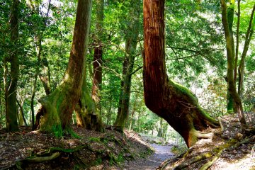 <p>Warped trees!</p>