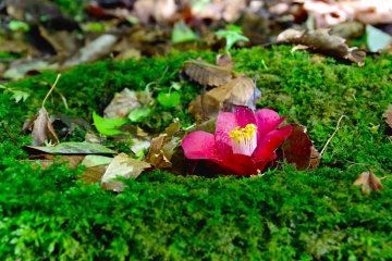 <p>Red camellia on the soft moss carpet</p>