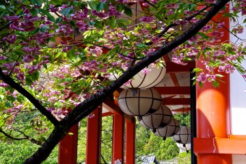 <p>Double-petal cherry blossoms at Kurama Temple</p>