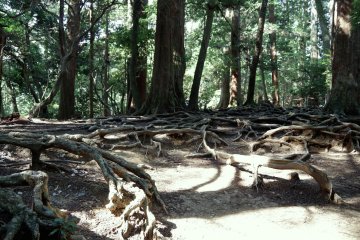 <p>Roots creeping over the ground</p>