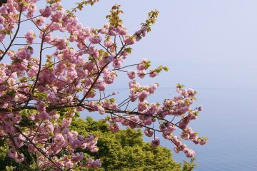<p>Peach blossoms</p>